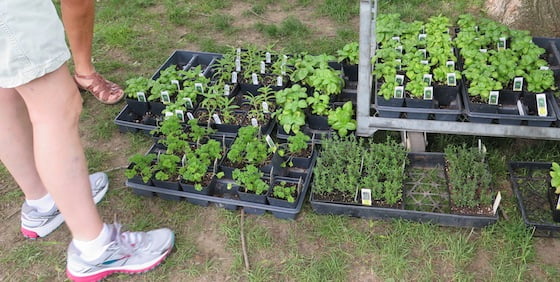 Primary offerings now are seedlings and small plants before vegetables come into season.