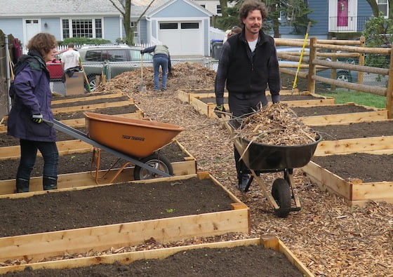 Wheelbarrows and muscles were used to get mulch onto the garden paths.